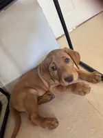 Red Lab Female, a female Labrador Retriever for sale in Winston-Salem, NC – 2 of 10
