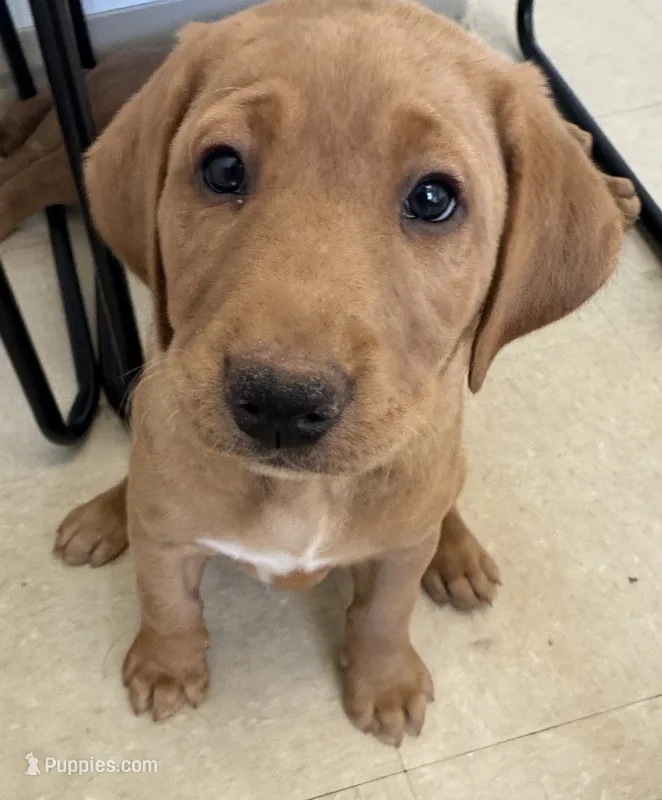 Red Lab Female – Labrador Retriever puppy for sale in Winston-Salem, NC