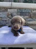 Sky (light blue) silver lab, a female Labrador Retriever for sale in Oroville, CA – Photo 2 of 6