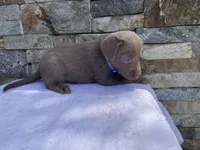 Sky (light blue) silver lab, a female Labrador Retriever for sale in Oroville, CA – Photo 5 of 6
