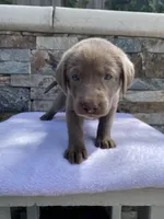 Sky (light blue) silver lab, a female Labrador Retriever for sale in Oroville, CA – Photo 1 of 6