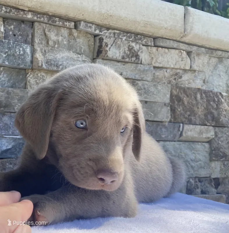 Sky (light blue) silver lab – Labrador Retriever puppy for sale in Oroville, CA