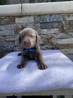 Sky (light blue) silver lab, a female Labrador Retriever for sale in Oroville, CA – Photo 4 of 6