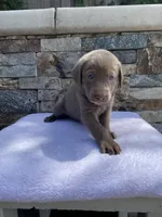 Sky (light blue) silver lab, a female Labrador Retriever for sale in Oroville, CA – Photo 3 of 6