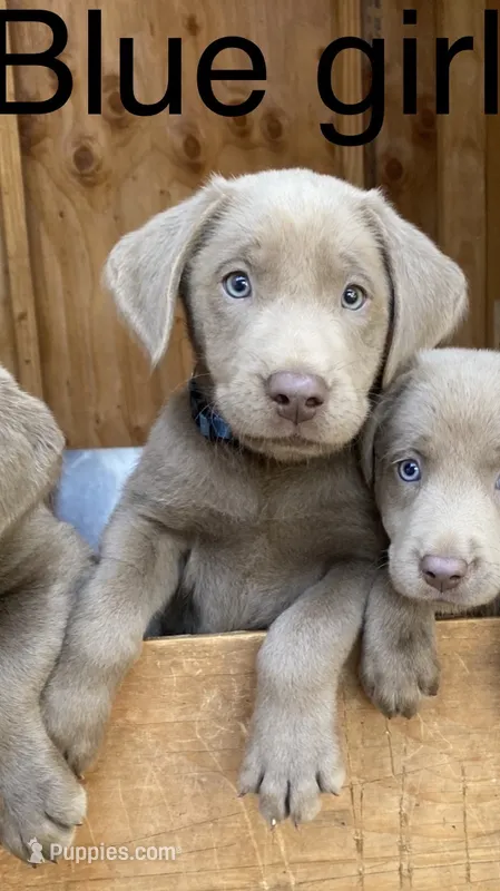 Sky (light blue) silver lab – Labrador Retriever puppy for sale in Oroville, CA