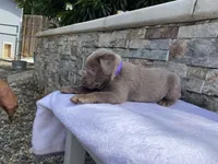 Rosie (purple collar) silver lab, a female Labrador Retriever for sale in Oroville, CA – Photo 3 of 6