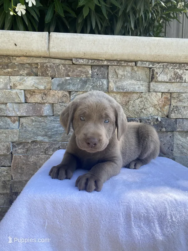 Rosie (purple collar) silver lab – Labrador Retriever puppy for sale in Oroville, CA