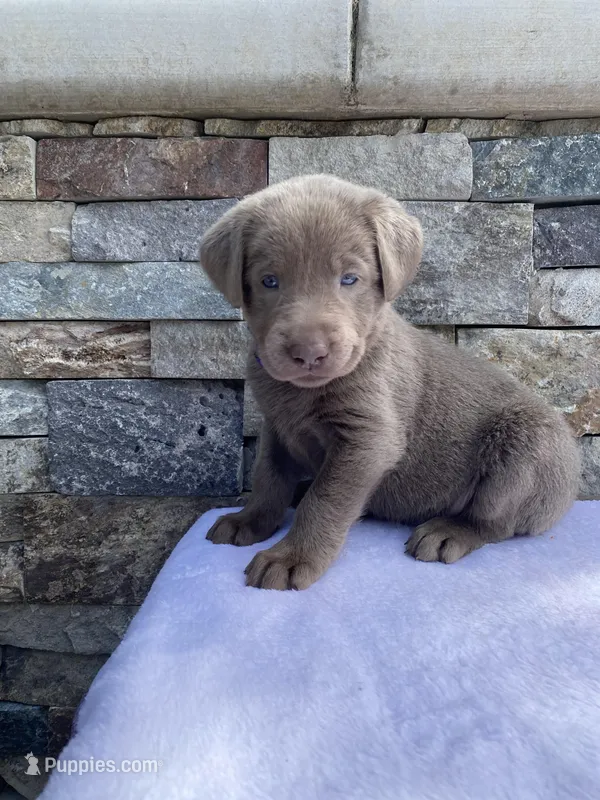 Rosie (purple collar) silver lab – Labrador Retriever puppy for sale in Oroville, CA