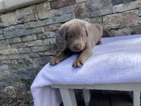 Rosie (purple collar) silver lab, a female Labrador Retriever for sale in Oroville, CA – Photo 5 of 6