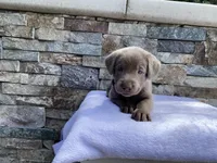 Rosie (purple collar) silver lab, a female Labrador Retriever for sale in Oroville, CA – Photo 6 of 6