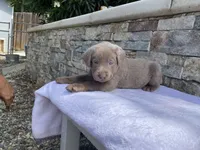 Rosie (purple collar) silver lab, a female Labrador Retriever for sale in Oroville, CA – Photo 2 of 6