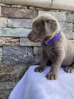 Rosie (purple collar) silver lab, a female Labrador Retriever for sale in Oroville, CA – Photo 4 of 6