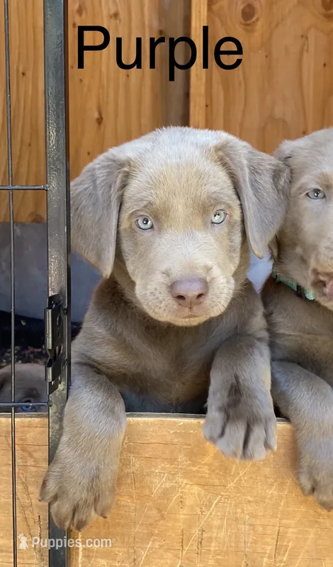 Rosie (purple collar) silver lab – Labrador Retriever puppy for sale in Oroville, CA