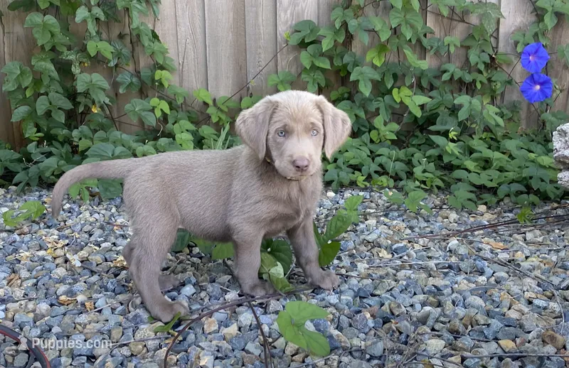 Reba (white collar) silver lab – Labrador Retriever puppy for sale in Oroville, CA