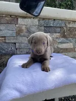 Blue (blue collar) silver lab , a male Labrador Retriever for sale in Oroville, CA – Photo 4 of 6