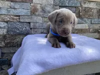Blue (blue collar) silver lab , a male Labrador Retriever for sale in Oroville, CA – Photo 3 of 6