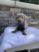 Blue (blue collar) silver lab , a male Labrador Retriever for sale in Oroville, CA – Photo 2 of 6