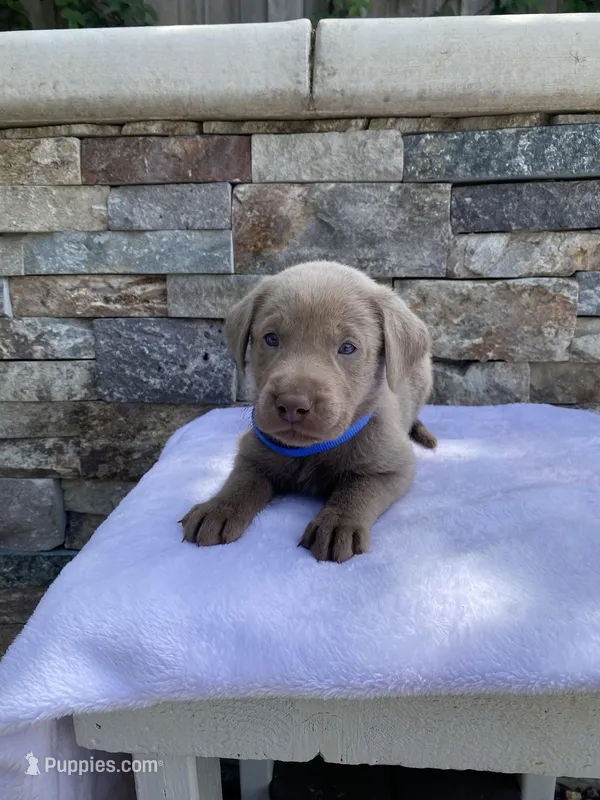 Blue (blue collar) silver lab  – Labrador Retriever puppy for sale in Oroville, CA