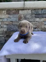 Blue (blue collar) silver lab , a male Labrador Retriever for sale in Oroville, CA – Photo 1 of 6