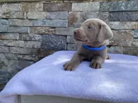 Blue (blue collar) silver lab , a male Labrador Retriever for sale in Oroville, CA – Photo 5 of 6