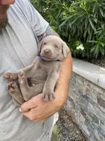 Blue (blue collar) silver lab , a male Labrador Retriever for sale in Oroville, CA – Photo 6 of 6