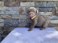 Daisy (yellow collar) silver lab, a female Labrador Retriever for sale in Oroville, CA – Photo 4 of 6