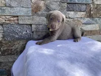Daisy (yellow collar) silver lab, a female Labrador Retriever for sale in Oroville, CA – Photo 6 of 6