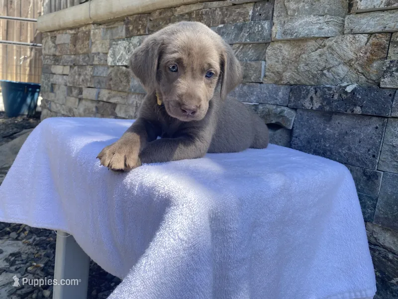 Daisy (yellow collar) silver lab – Labrador Retriever puppy for sale in Oroville, CA