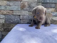 Daisy (yellow collar) silver lab, a female Labrador Retriever for sale in Oroville, CA – Photo 3 of 6