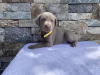 Daisy (yellow collar) silver lab, a female Labrador Retriever for sale in Oroville, CA – Photo 5 of 6