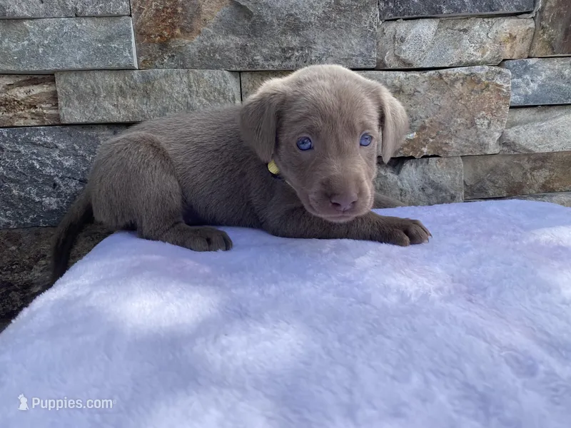 Daisy (yellow collar) silver lab – Labrador Retriever puppy for sale in Oroville, CA