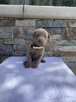 Daisy (yellow collar) silver lab, a female Labrador Retriever for sale in Oroville, CA – Photo 2 of 6