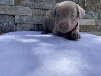 Pixie (pink collar) silver lab, a female Labrador Retriever for sale in Oroville, CA – Photo 6 of 6