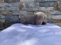 Pixie (pink collar) silver lab, a female Labrador Retriever for sale in Oroville, CA – Photo 5 of 6