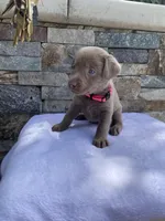 Pixie (pink collar) silver lab, a female Labrador Retriever for sale in Oroville, CA – Photo 3 of 6
