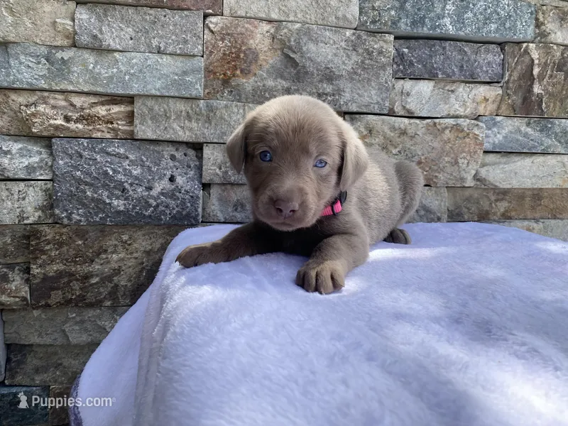 Pixie (pink collar) silver lab – Labrador Retriever puppy for sale in Oroville, CA