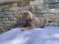 Pixie (pink collar) silver lab, a female Labrador Retriever for sale in Oroville, CA – Photo 4 of 6