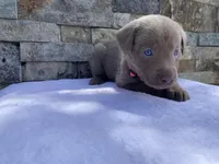 Pixie (pink collar) silver lab, a female Labrador Retriever for sale in Oroville, CA – Photo 2 of 6