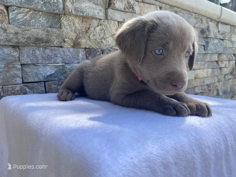 Pixie (pink collar) silver lab – Labrador Retriever puppy for sale in Oroville, CA