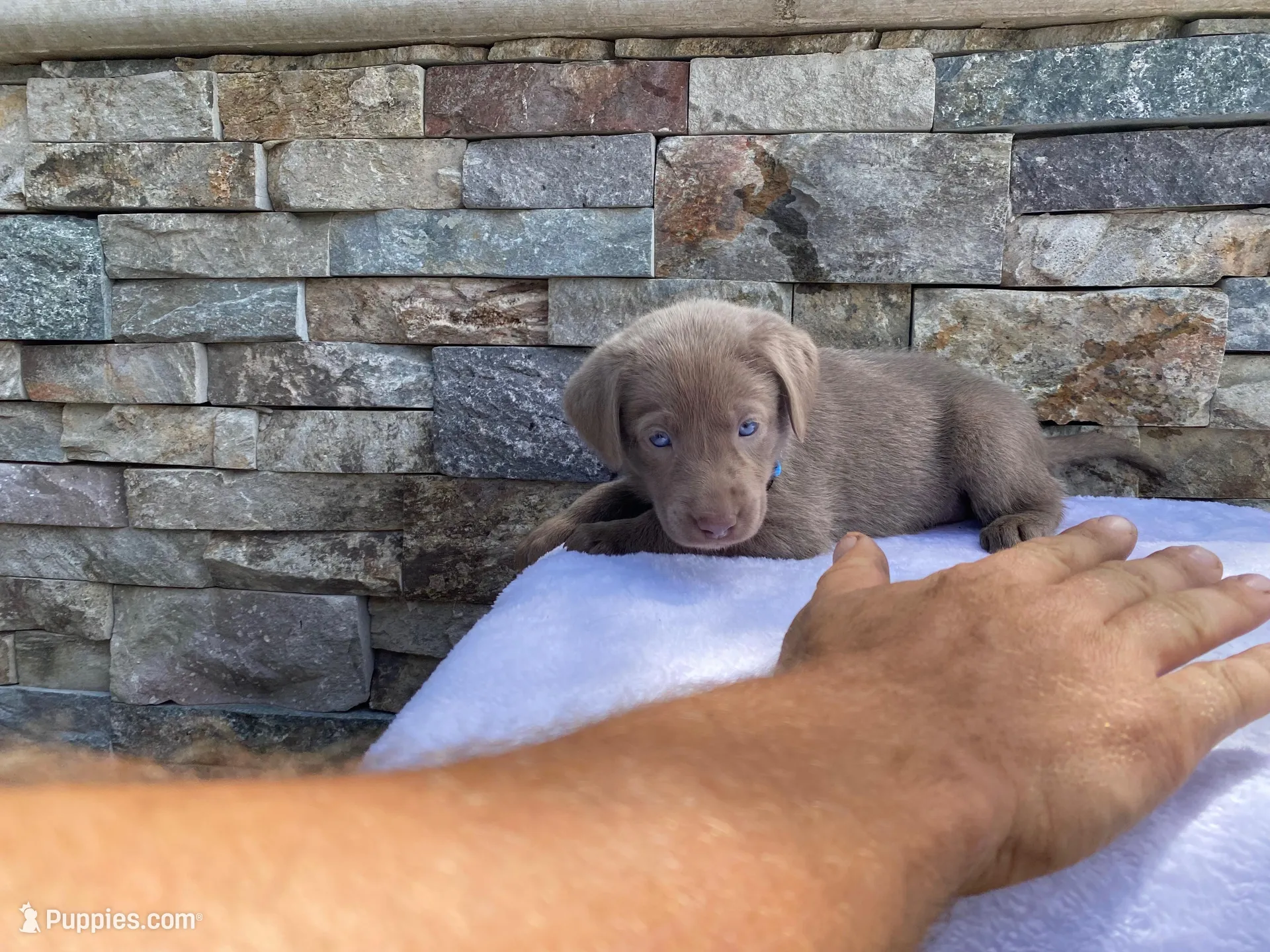 Sky (light blue) silver lab, a female Labrador Retriever for sale in Oroville, CA – Photo 6 of 6