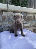 Buddy (green collar) silver lab, a male Labrador Retriever for sale in Oroville, CA – Photo 3 of 6