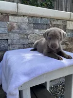 Buddy (green collar) silver lab, a male Labrador Retriever for sale in Oroville, CA – Photo 4 of 6