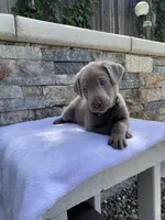 Buddy (green collar) silver lab, a male Labrador Retriever for sale in Oroville, CA – Photo 5 of 6