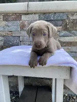 Buddy (green collar) silver lab, a male Labrador Retriever for sale in Oroville, CA – Photo 2 of 6