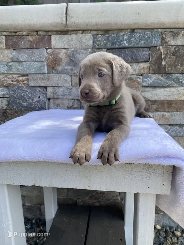 Buddy (green collar) silver lab – Labrador Retriever puppy for sale in Oroville, CA