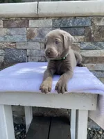 Buddy (green collar) silver lab, a male Labrador Retriever for sale in Oroville, CA – Photo 1 of 6