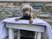 Buddy (green collar) silver lab, a male Labrador Retriever for sale in Oroville, CA – Photo 6 of 6