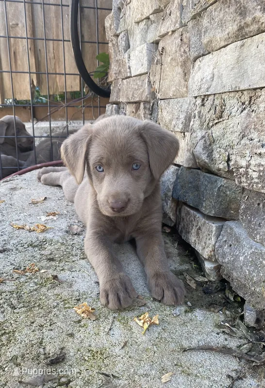 Pixie (pink collar) silver lab – Labrador Retriever puppy for sale in Oroville, CA