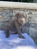 Buddy (green collar) silver lab , a male Labrador Retriever for sale in Oroville, CA – 3 of 10