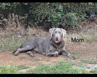 Buddy (green collar) silver lab , a male Labrador Retriever for sale in Oroville, CA – 10 of 10